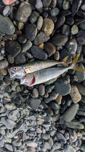 ワカシの釣果