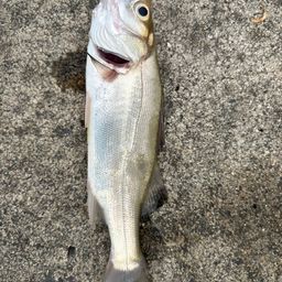 セイゴ（マルスズキ）