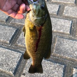 スモールマウスバス