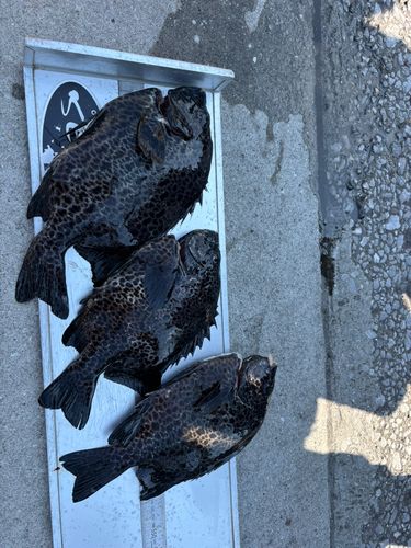 イシガキダイの釣果