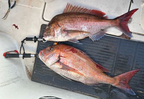 タイの釣果