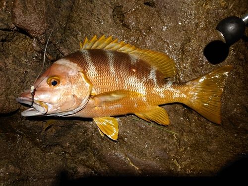 フエダイの釣果