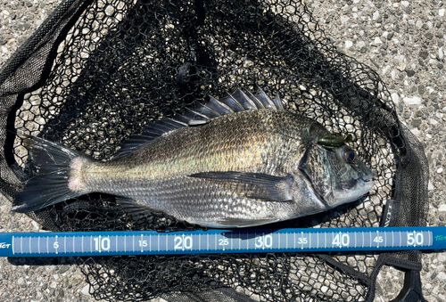 チヌの釣果