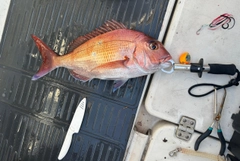 タイの釣果