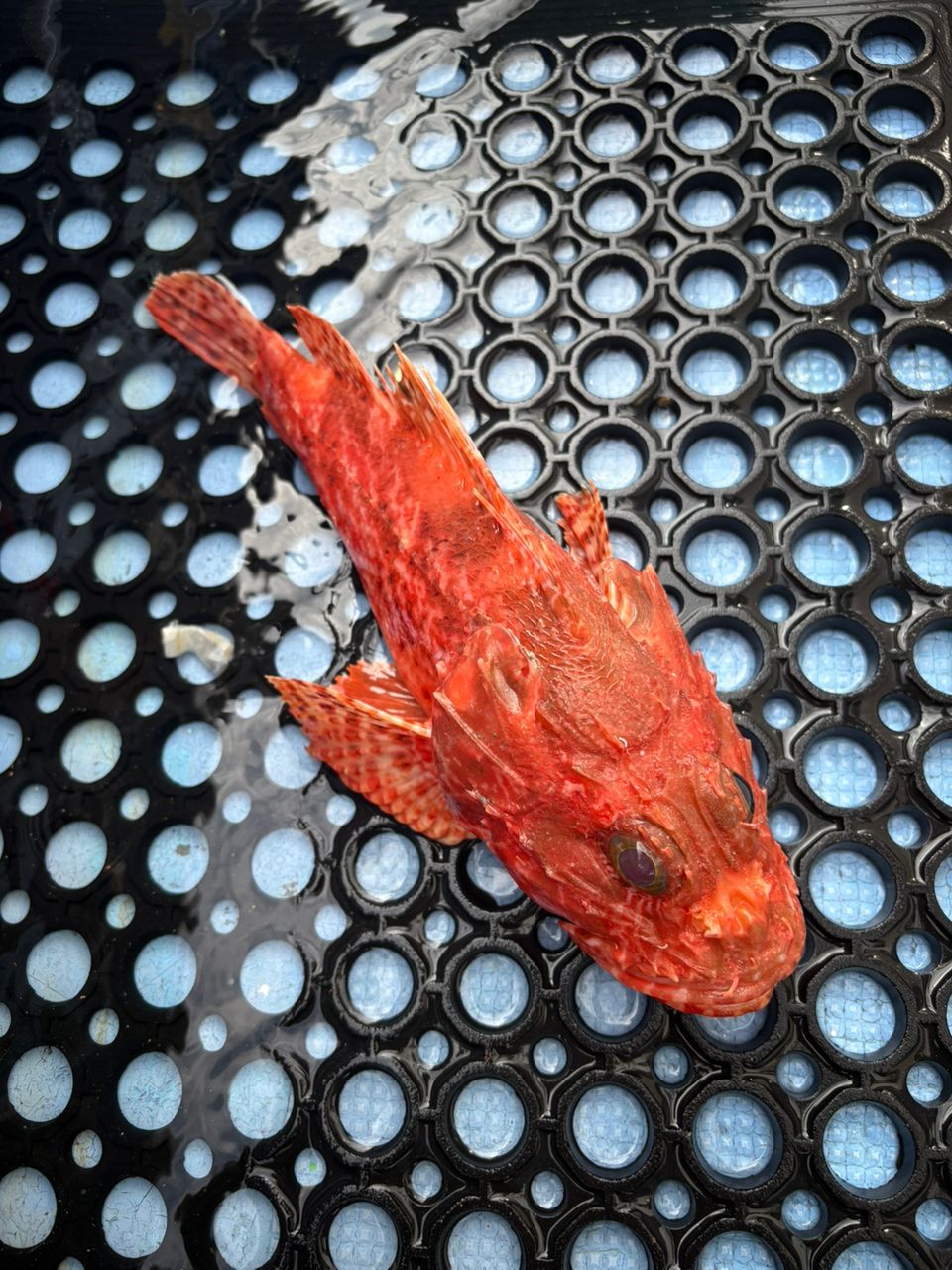 ロードグライダーさんの釣果 2枚目の画像