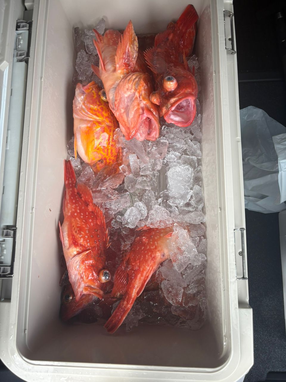 ロードグライダーさんの釣果 3枚目の画像