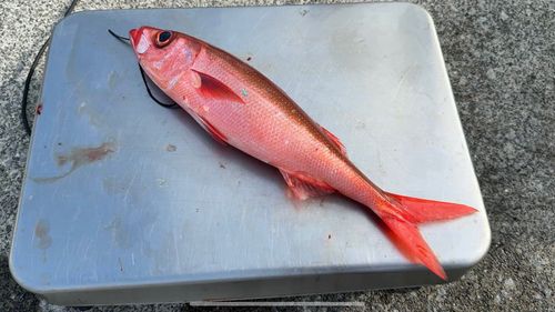 ハチビキの釣果
