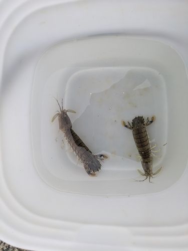 シャコの釣果