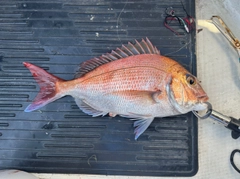タイの釣果