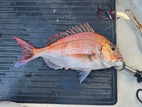タイの釣果
