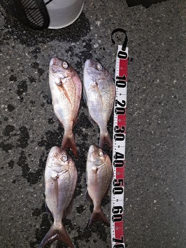 マダイの釣果