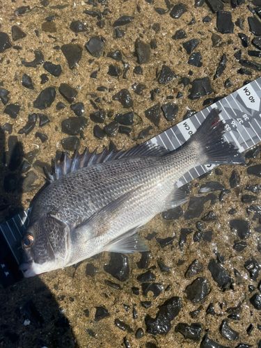 チヌの釣果