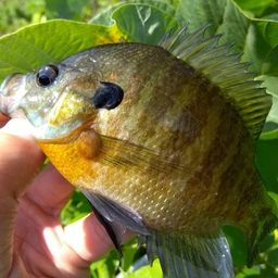 ブルーギル