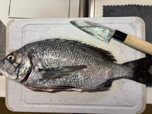 チヌの釣果