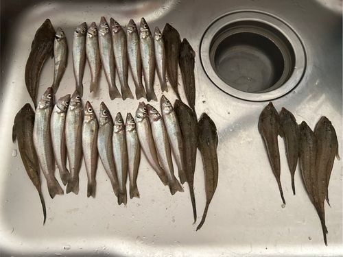 キスの釣果