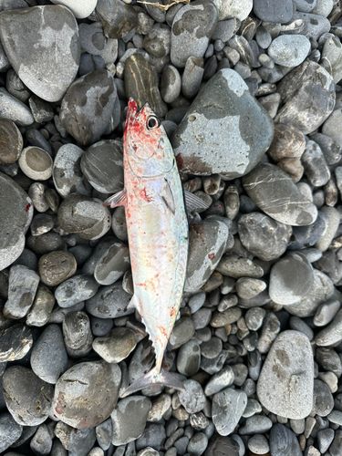 ヒラソウダの釣果