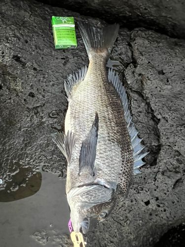 チヌの釣果