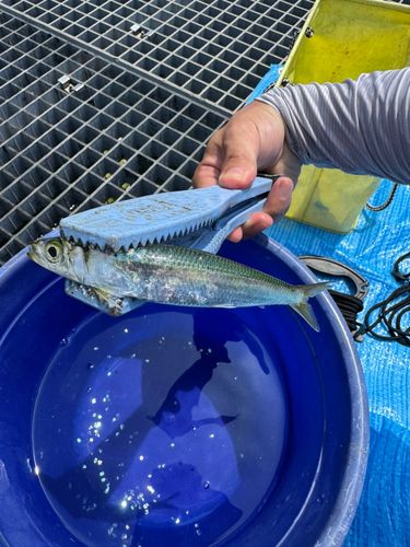 ハゼの釣果