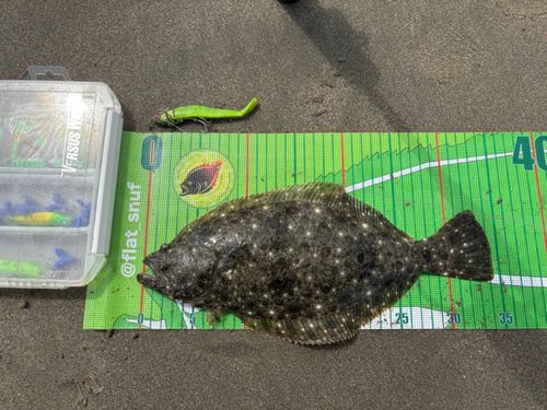 ヒラメの釣果