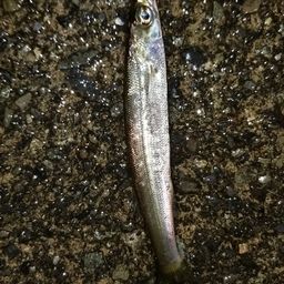 カマス
