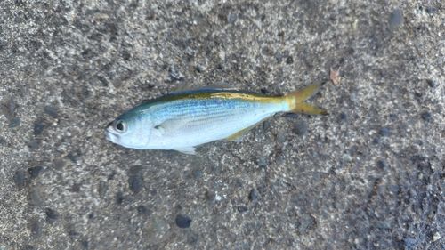タカベの釣果