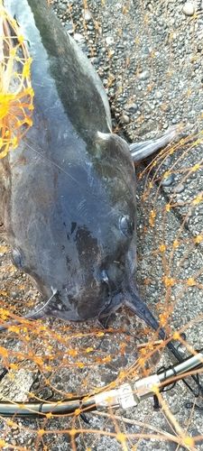アメリカンキャットフィッシュの釣果