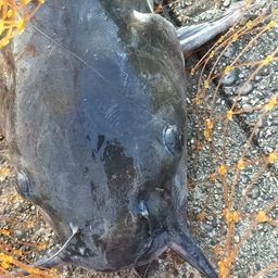 アメリカンキャットフィッシュ