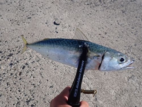 サバの釣果
