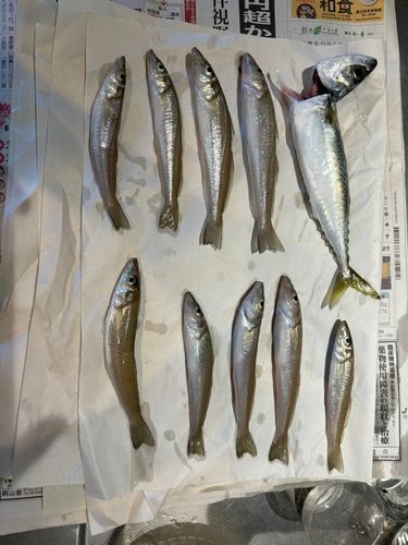 キスの釣果