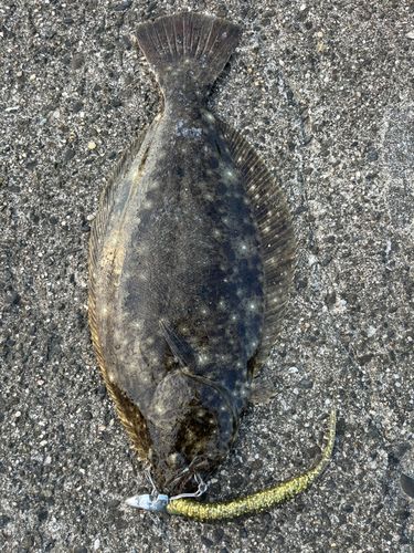 ソゲの釣果