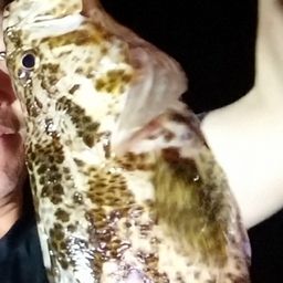 タケノコメバル