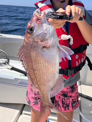 マダイの釣果