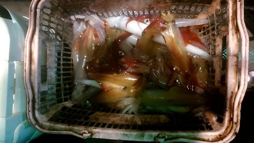 ケンサキイカの釣果