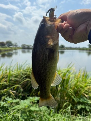 ラージマウスバスの釣果