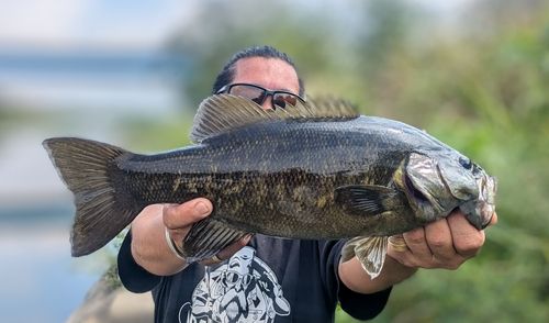 スモールマウスバスの釣果
