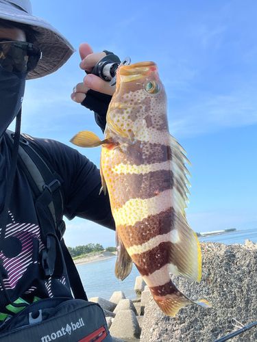 アオハタの釣果