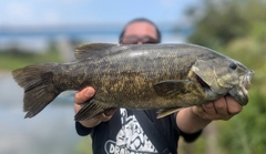 スモールマウスバスの釣果