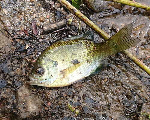 ブルーギルの釣果