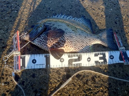 イシガキダイの釣果