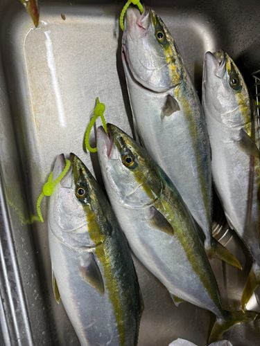 ハマチの釣果