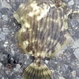 カワハギ
