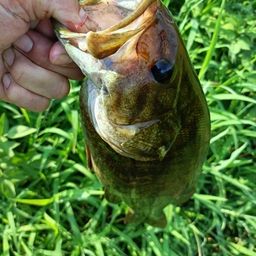 スモールマウスバス