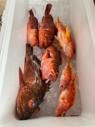 ウッカリカサゴの釣果
