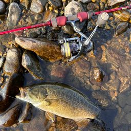 スモールマウスバス