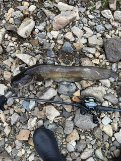 ナマズの釣果