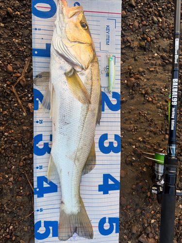 フッコ（マルスズキ）の釣果
