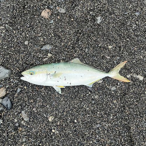 ワカシの釣果