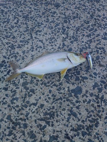 ネリゴの釣果