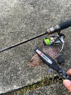 オオモンハタの釣果