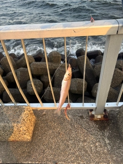 キスの釣果